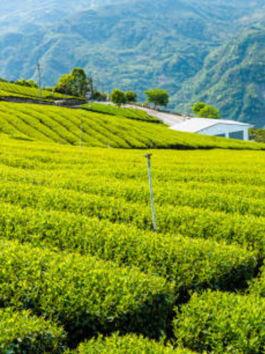 5 Tea Gardens of Darjeeling: A Journey to the Land of Tea | Times Now