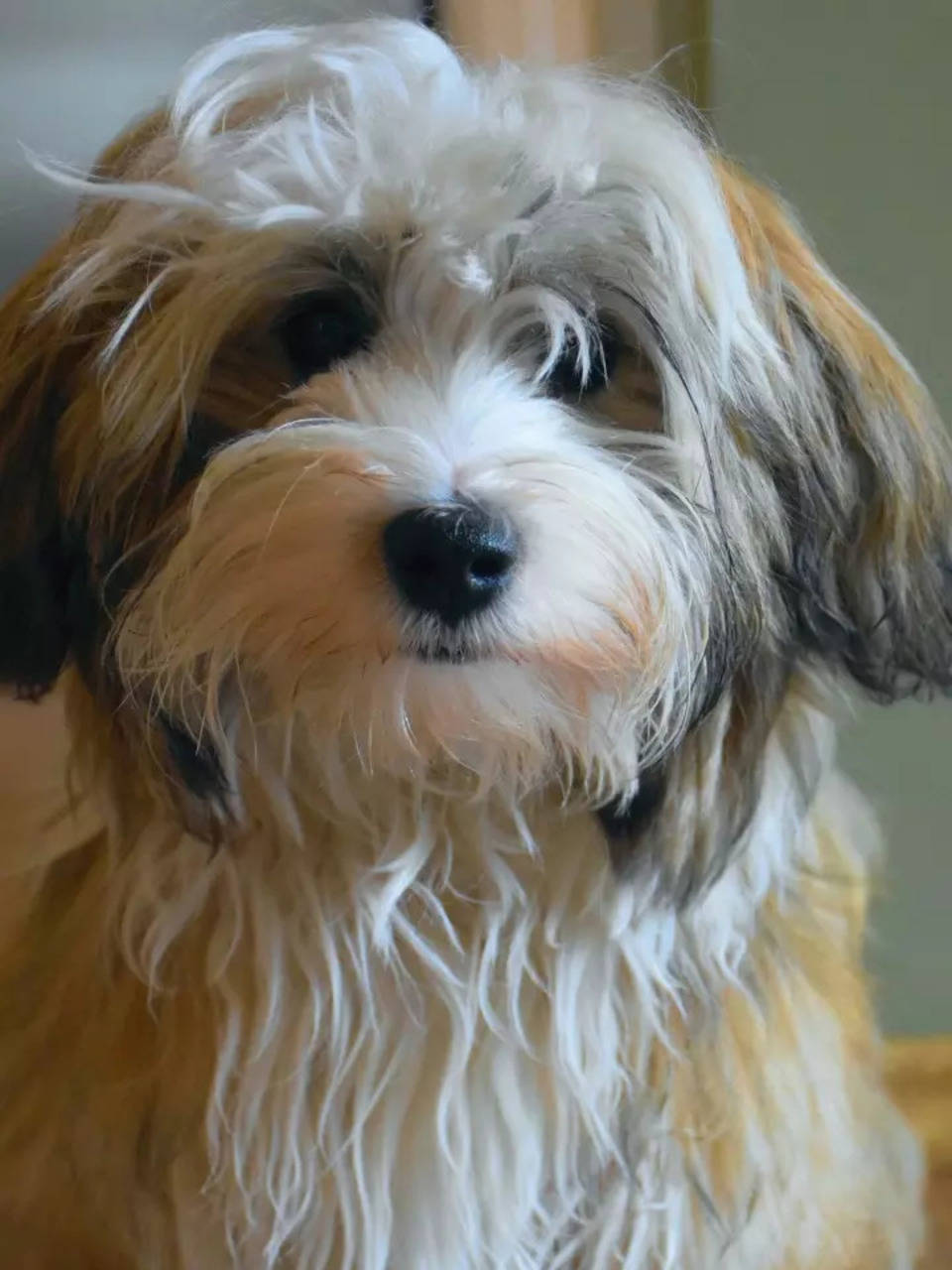 32 Hypoallergenic Dog Breeds for Anyone With Allergies