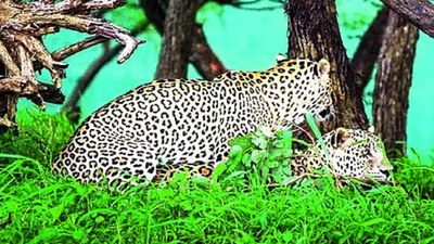 Wildlife Lovers: Captive Leopards In Devaliya Safari Park Display ...