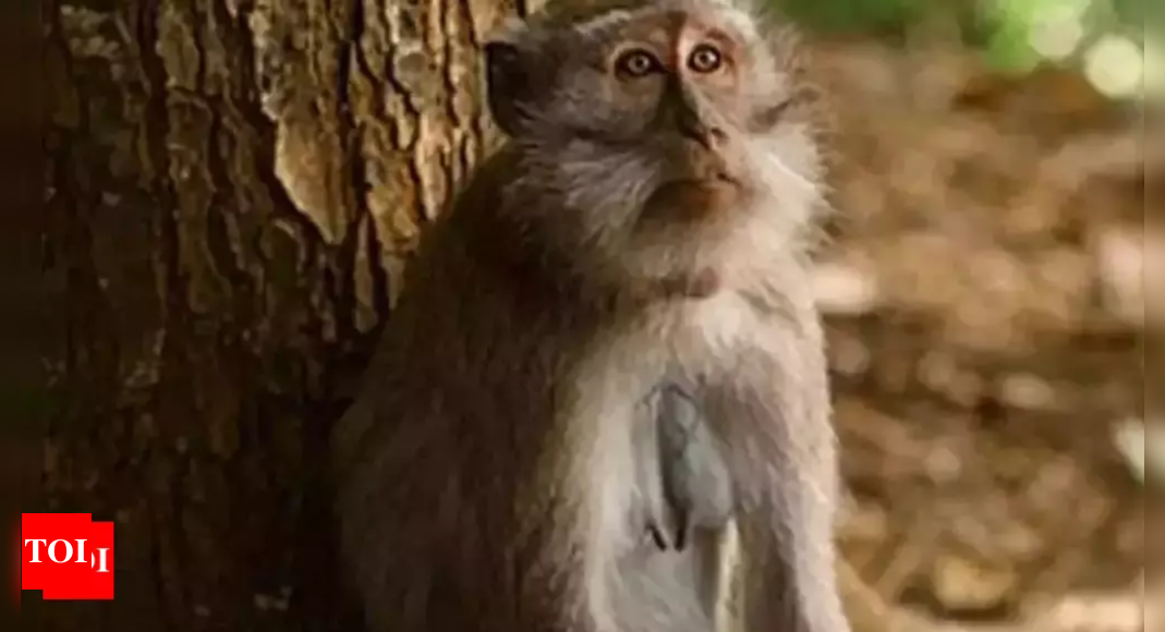 Uttarakhand: Almost 25% Decline In Monkey Population In Uttarakhand ...