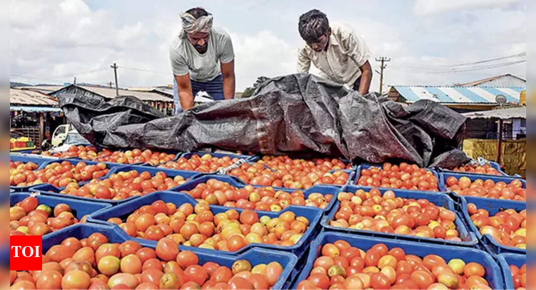 Tomato Crop How tomatoes gave farmers seat in crorepati club India
