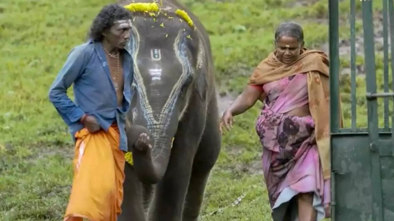 The Elephant Whisperers' Bomman, Bellie send ₹2 crore legal notice to  Kartiki - Hindustan Times