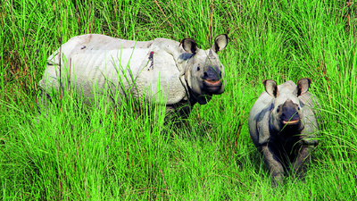 Hope floats: Rhinos from Nepal staying in PTR for longer duration