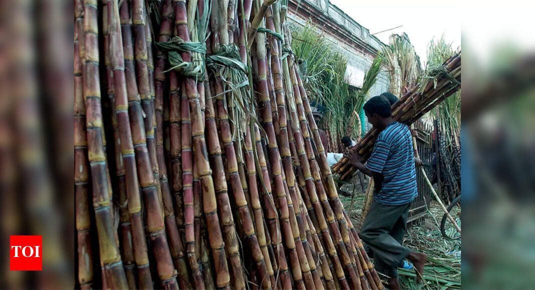 India’s rice export ban sparks concern that sugar may be next – Times of India