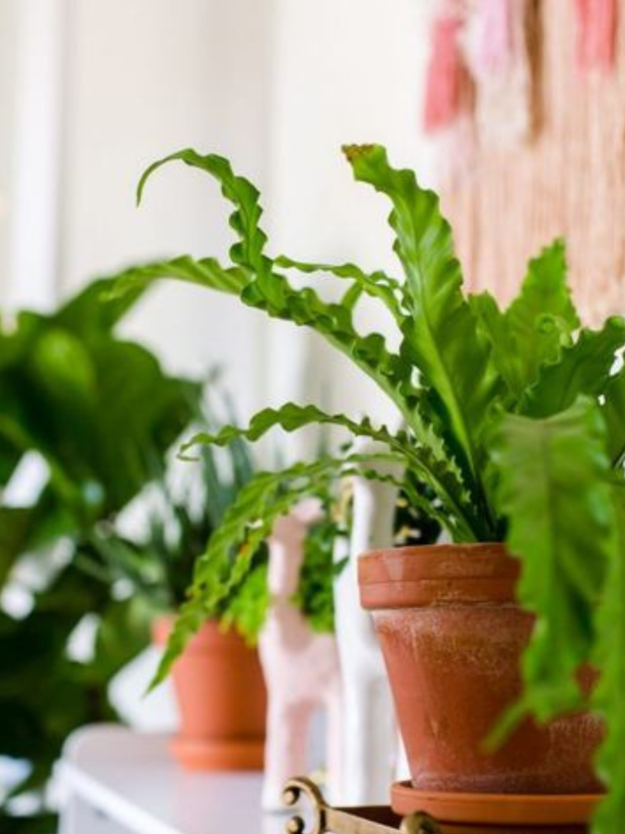 Picture of 7 Indoor Plants That Are Safe For Pets | Times Now