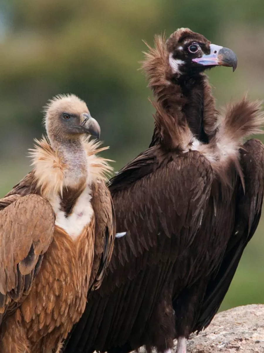 Vultures: 7 reasons to save the majestic birds | Times of India