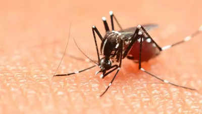 105 fresh dengue cases in Delhi, tally mounts to 348