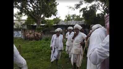 Kathiawadi sheep grazing menace in tiger den irks locals | Nagpur News ...