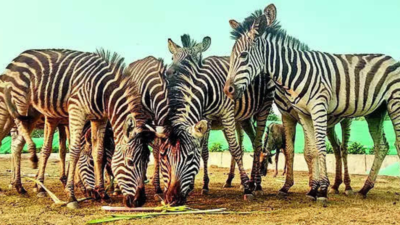 Reliance's NGO set to operate Kevadia Zoo safari in Gujarat