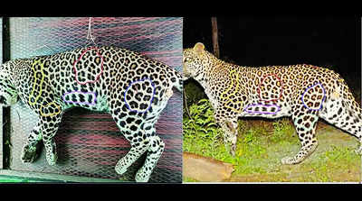 Leopard had trekked 47km after killing a girl in Hanur