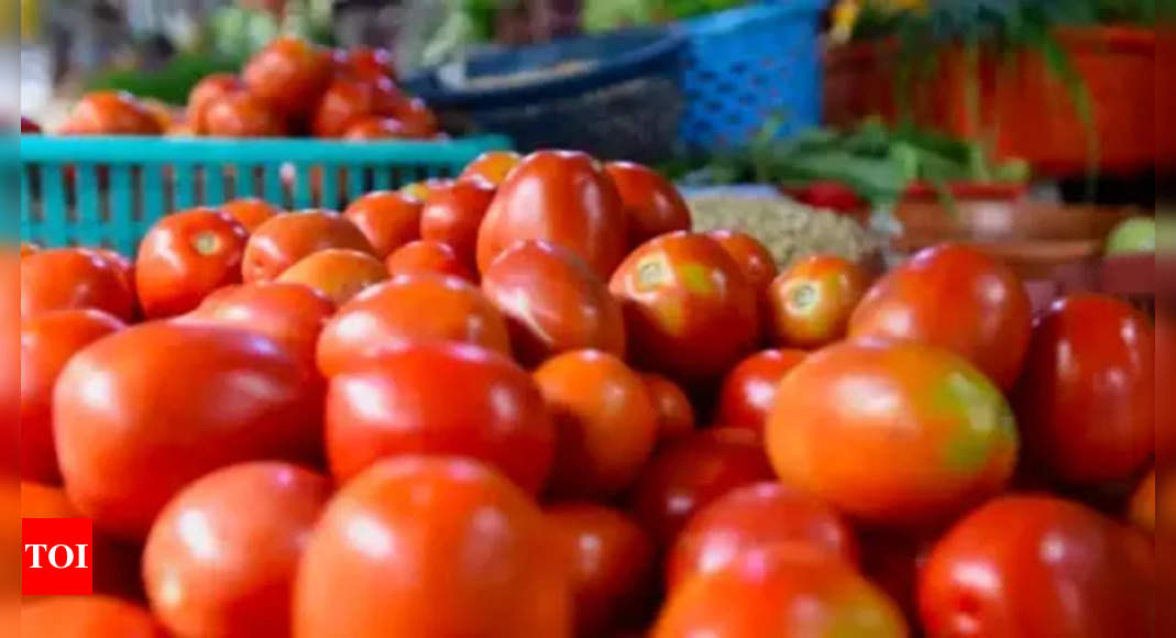 Tomato Production: Relief for common man soon? Tomato prices expected ...