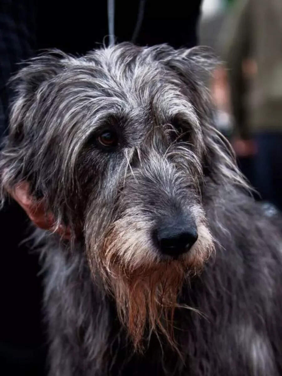 Top 7 Dog Breeds That Hate Cuddles Times Now