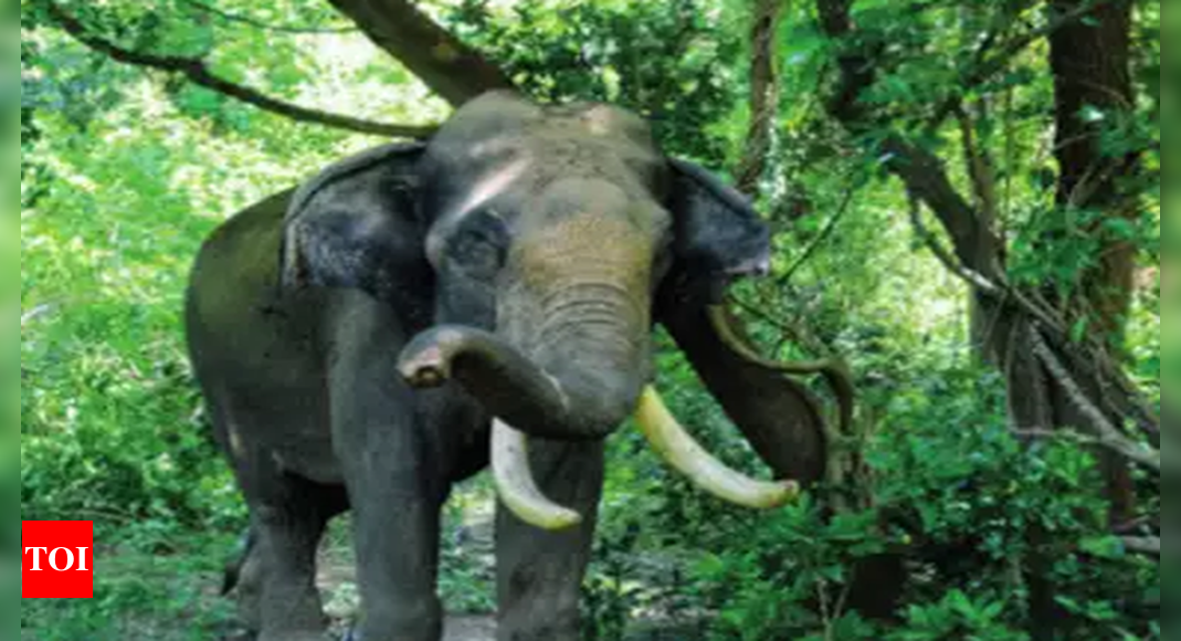 Tamil Nadu reports rise in elephant population | Chennai News - Times