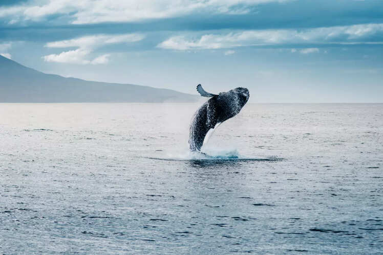 Whale Watching