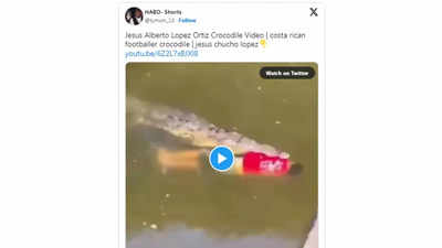 Crocodile kills Costa Rican soccer player, drags his dead body in river