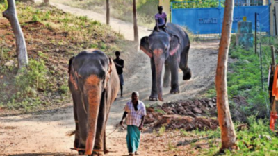 Tamil Nadu registers rise in elephant population