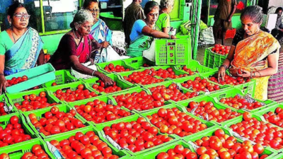 Tomato prices tumble to Rs 90/kg