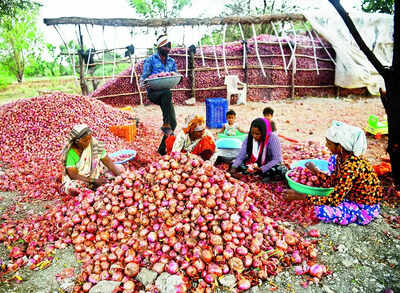 Onion: 2 Central Agencies Procure 3l Metric Tonne Onions | Nashik News