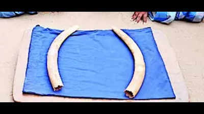 Four held for smuggling elephant tusks