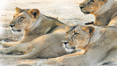 65 lakh text messages, 1.5 lakh email and 8,500 schools to mark World Lion Day on Thursday