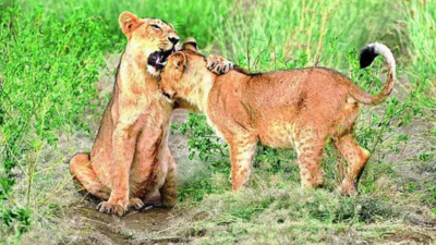 What do Gujarat's Gir lions eat? More wild prey than livestock now