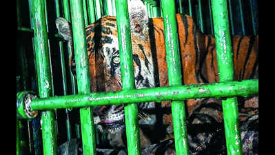 Tiger which killed livestock captured