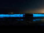 These incredible pictures show the ethereal bioluminescent sea sparkle