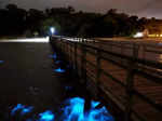 These incredible pictures show the ethereal bioluminescent sea sparkle