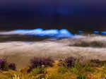 These incredible pictures show the ethereal bioluminescent sea sparkle