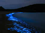 These incredible pictures show the ethereal bioluminescent sea sparkle