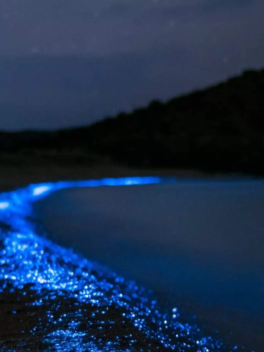 Bioluminescent bay, where the sea sparkles with light | TOIPhotogallery