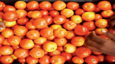 With prices set to tumble, tomato to be back on menu
