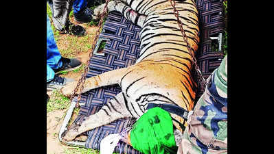 Third tigress to be shifted from R’bore to Sariska