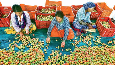 Tomato crop brings riches to a few farmers, but all want MSP