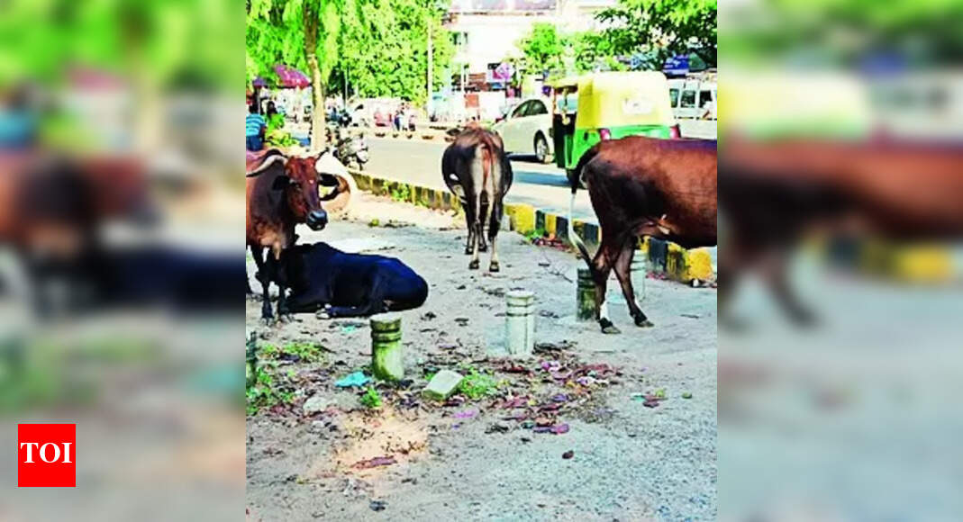 Stray Cattle: Invoke Sec 133 To Check Stray Cattle Menace: Bmc To Cops ...