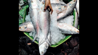 ‘Bombay ilish’ from Gujarat fills Bengal hilsa void in Kolkata markets