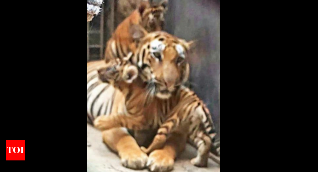 examination-reveals-gender-of-tiger-cubs-at-delhi-zoo-delhi-news