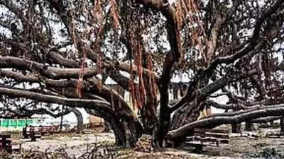 150-year-old banyan tree from India scorched & scarred, but still standing