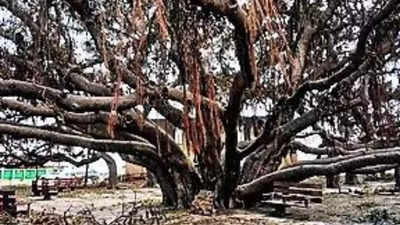 Wildfires: 150-year-old Banyan Tree From India Scorched & Scarred, But 