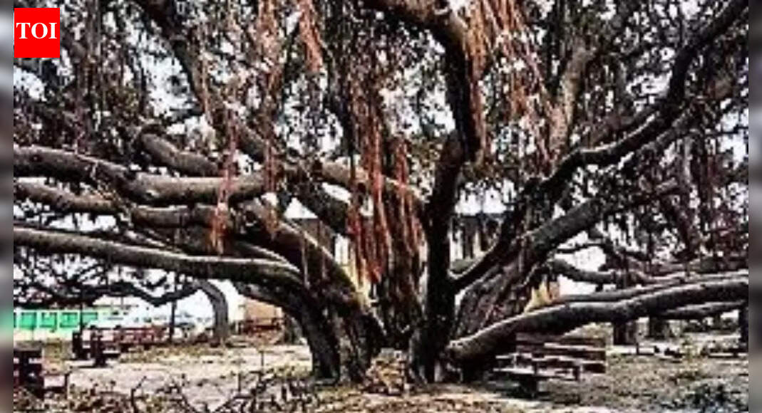 150-year-old banyan tree from India scorched & scarred, but still ...