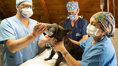 Things to know before your pet is put under anesthesia
