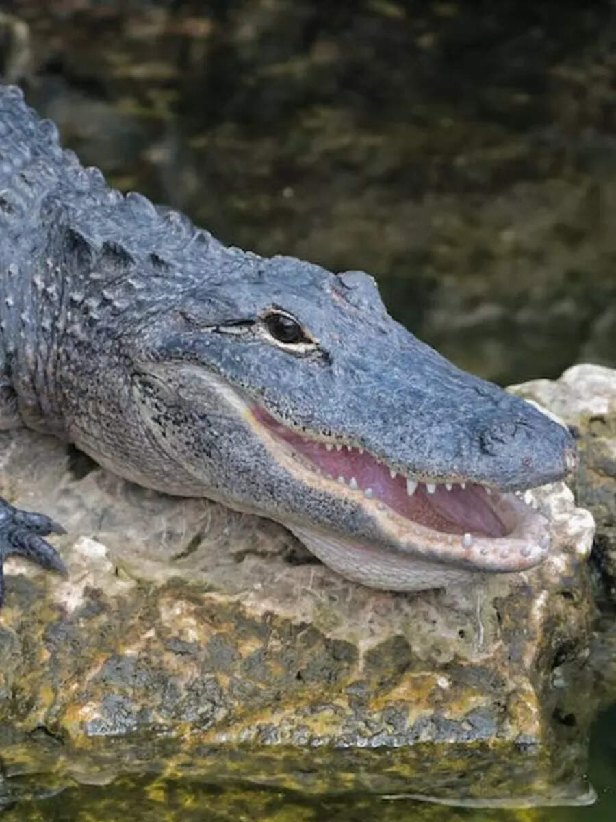 10 Differences Between Alligator And Crocodile Times Now