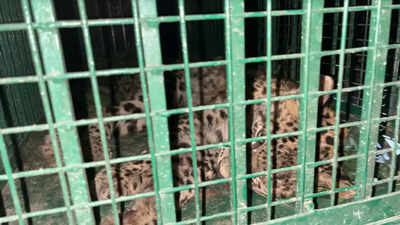 Leopard barges into house in UP's Bijnor, rescued