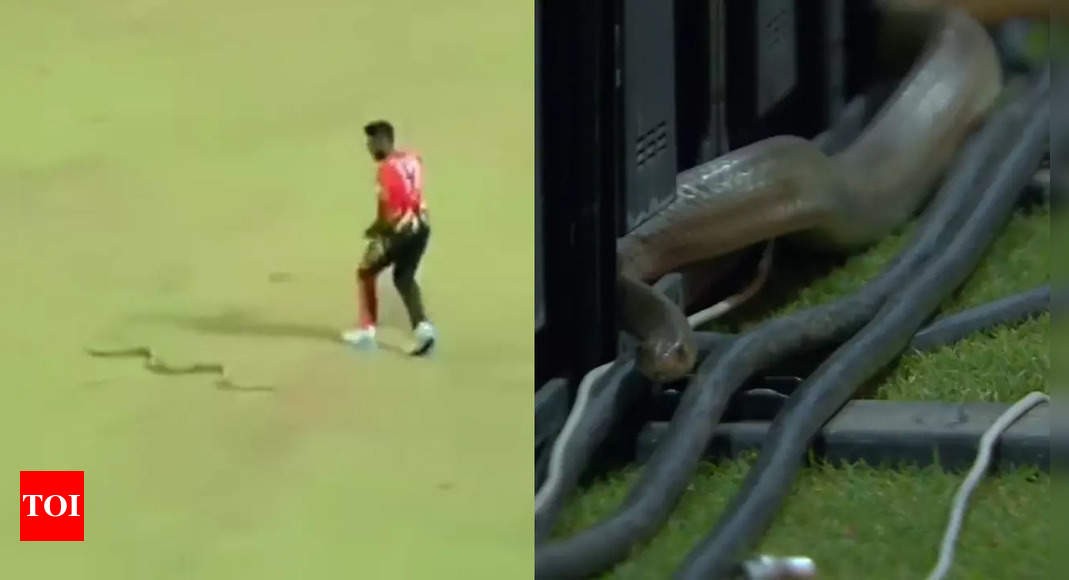 WATCH: Snake scares player and cameramen during Lanka Premier League | Cricket News