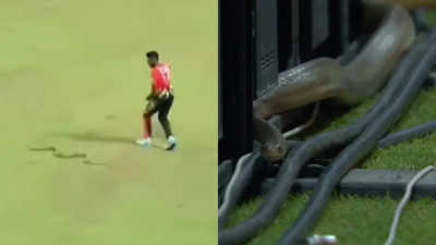 WATCH: Snake scares player and cameramen during Lanka Premier League