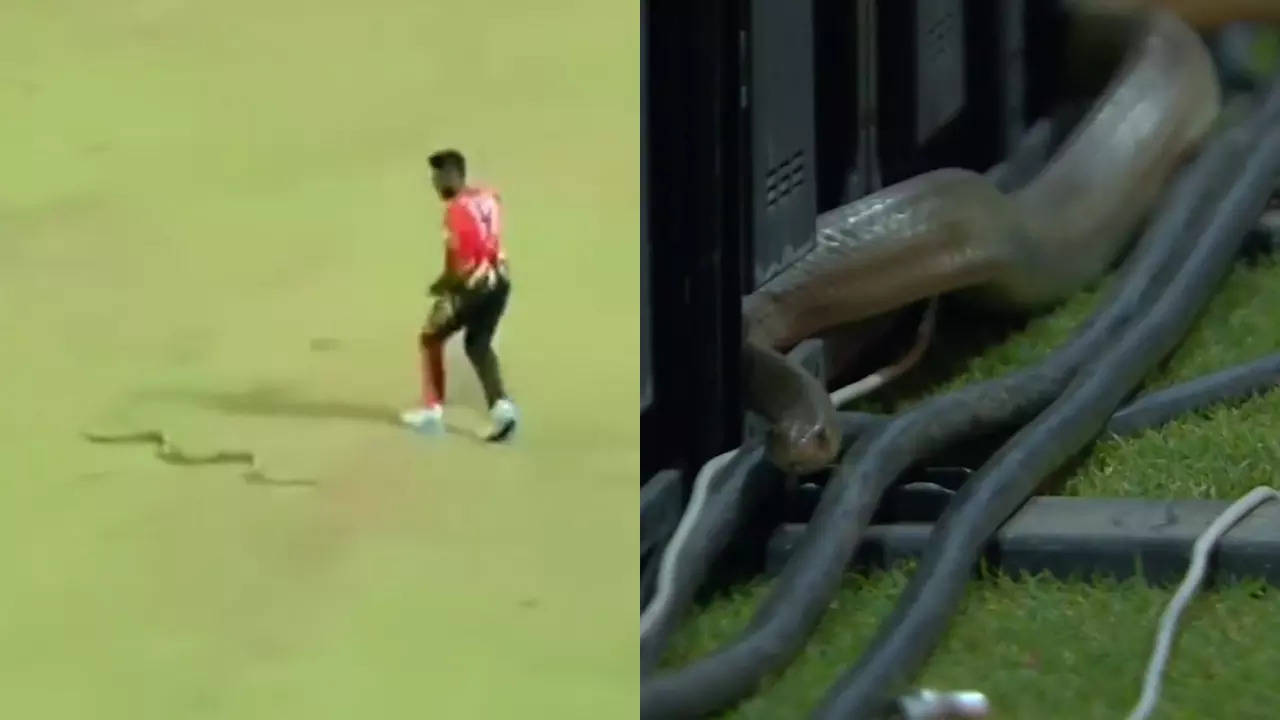 WATCH Snake scares player and cameramen during Lanka Premier League Cricket News