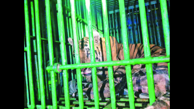 Tiger captured in Kumari gets treatment at Vandalur zoo