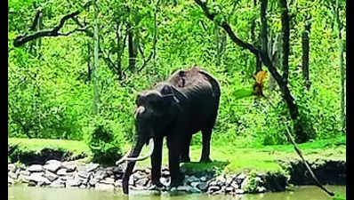 AI-powered cameras to watch over Nagarahole Tiger Reserve