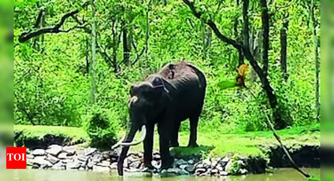 Forest Monitoring: Ai-powered Cameras To Watch Over Nagarahole Tiger ...