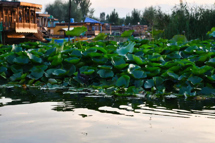 Floating gardens
